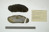 Margaritifera monodonta image