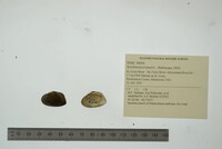 Epioblasma triquetra image