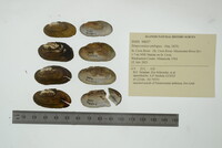 Simpsonaias ambigua image