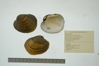 Lampsilis higginsii image