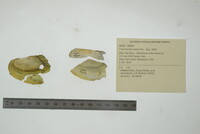 Utterbackia imbecillis image