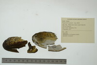 Pyganodon lacustris image