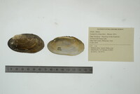 Lampsilis siliquoidea image