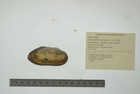 Anodontoides ferussacianus image