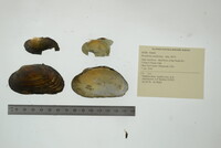 Strophitus undulatus image