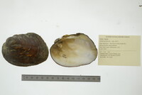 Amblema plicata image