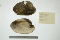 Lampsilis siliquoidea image