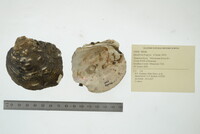 Quadrula fragosa image