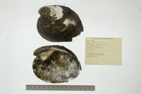 Fusconaia ebena image