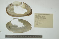 Pyganodon grandis image