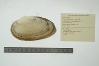 Pyganodon grandis image