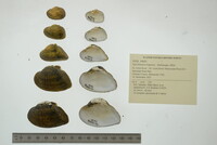 Epioblasma triquetra image