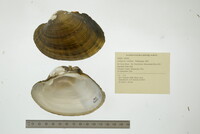 Lampsilis cardium image