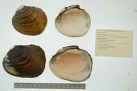 Lampsilis higginsii image