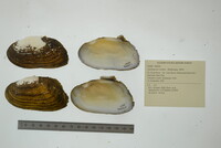 Lasmigona costata image