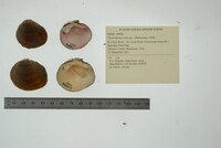 Pleurobema sintoxia image