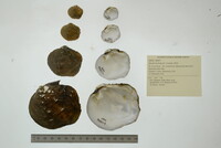 Quadrula fragosa image