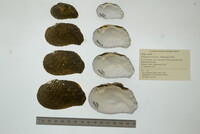 Tritogonia verrucosa image