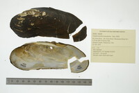 Margaritifera monodonta image