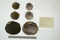 Cyclonaias tuberculata image