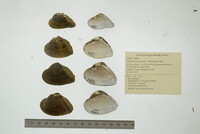 Epioblasma triquetra image