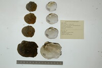 Quadrula fragosa image