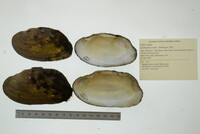 Lasmigona costata image