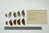 Dreissena polymorpha image