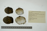 Quadrula quadrula image