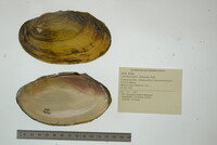 Leptodea fragilis image