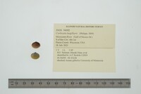 Corbicula largillierti image