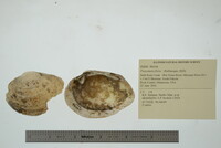 Fusconaia flava image