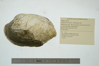 Lampsilis cardium image