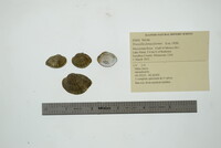 Truncilla donaciformis image