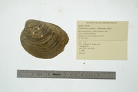 Plethobasus cyphyus image