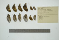 Dreissena polymorpha image
