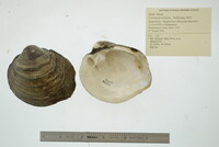 Cyclonaias nodulata image