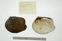 Theliderma metanevra image