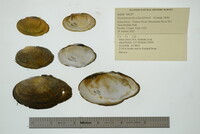 Venustaconcha ellipsiformis image