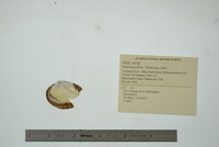 Fusconaia flava image