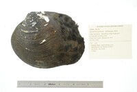 Quadrula quadrula image