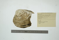 Plethobasus cyphyus image