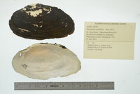 Strophitus undulatus image