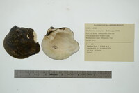 Theliderma metanevra image