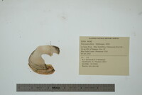 Fusconaia flava image