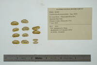 Margaritifera monodonta image