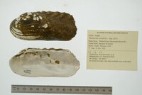 Theliderma cylindrica image