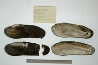 Margaritifera monodonta image