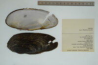 Margaritifera monodonta image