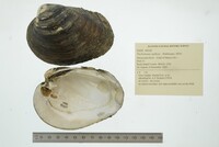 Plethobasus cyphyus image